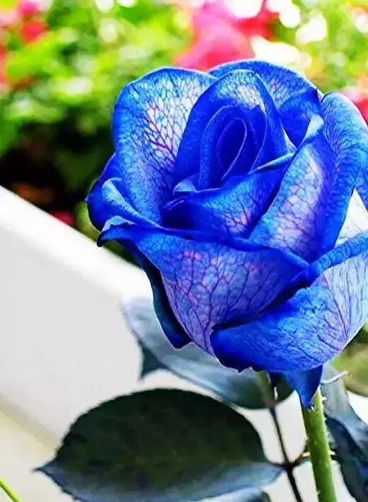 一朵玫瑰花唯美图片大全,分享一组绝美花图