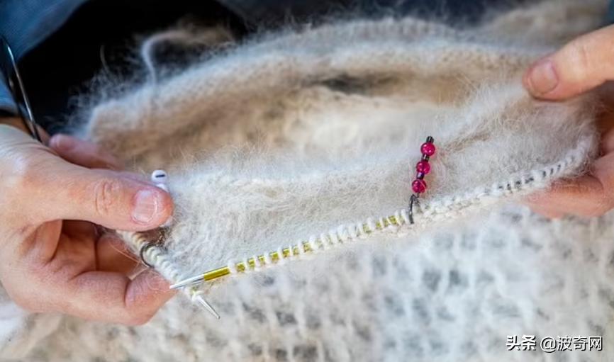 萨摩耶开始掉毛,萨摩耶铲屎官报道