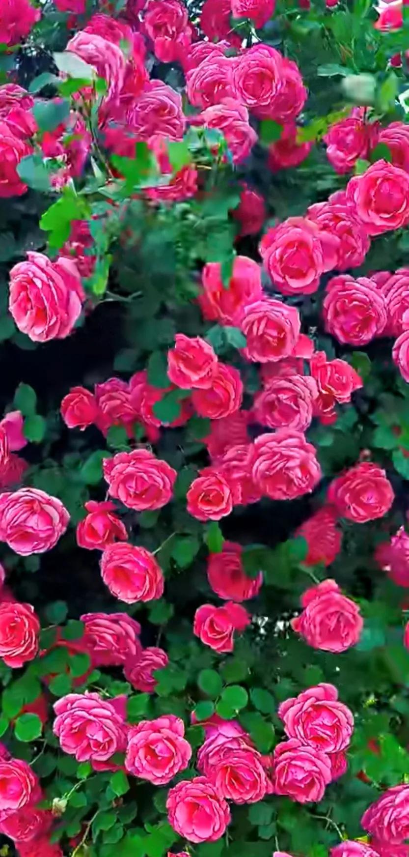 美到极致的月季花图片,仙气十足的月季花图片