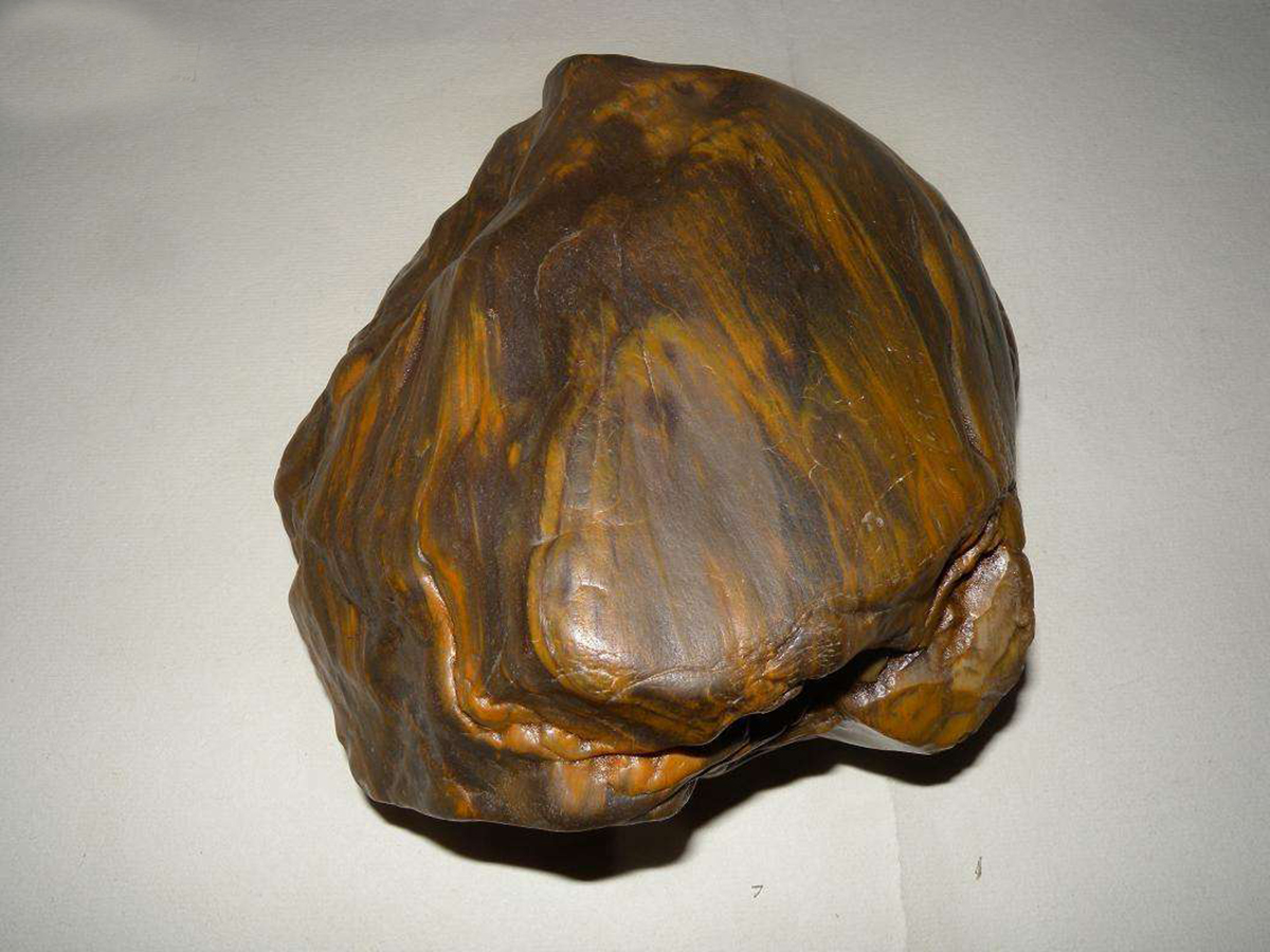 硅化木的原始树木,硅化木和树化石