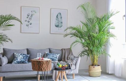 家里养什么花好看又旺财,在家养什么花好看又旺财