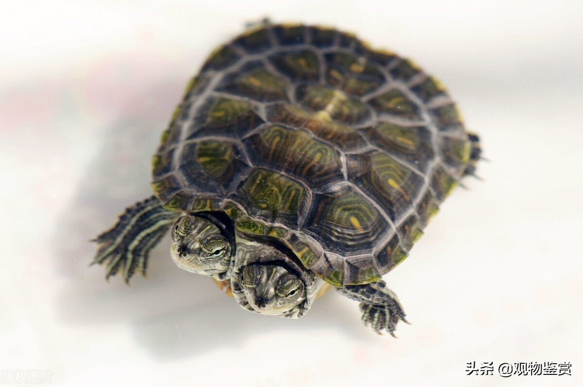巴西龟死了是什么状态,如何区分巴西龟是冬眠还是死了