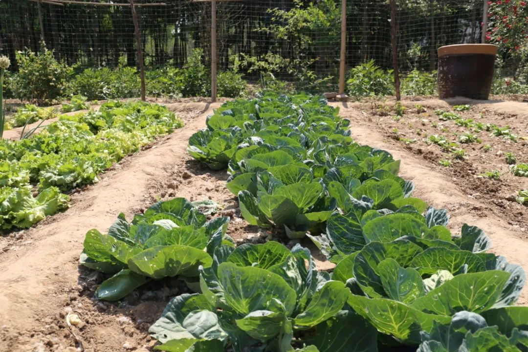 南京租地种菜农场,城市农夫屋顶蔬菜果园