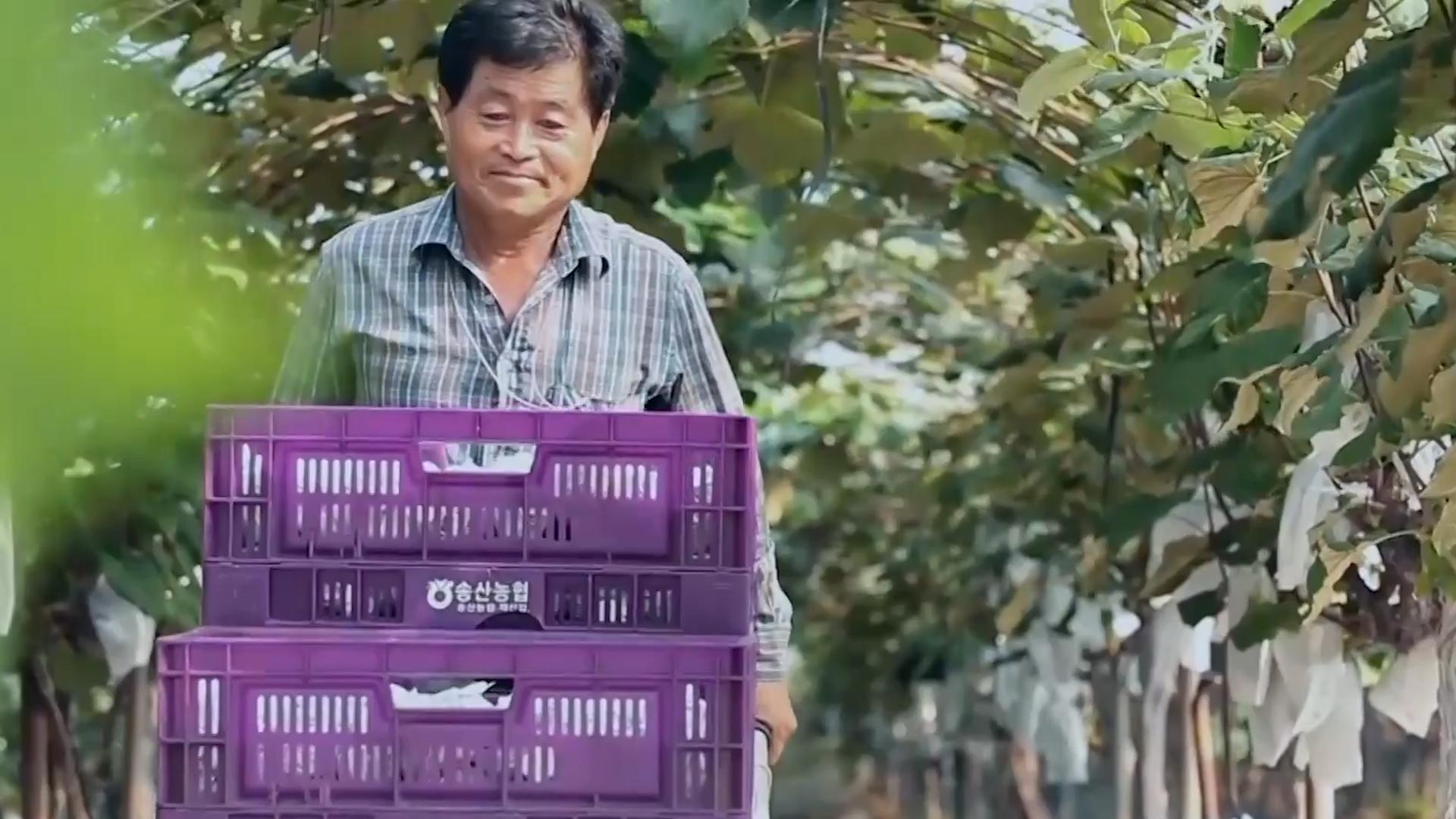 韩国人西瓜为什么贵,韩国人西瓜真的那么贵吗