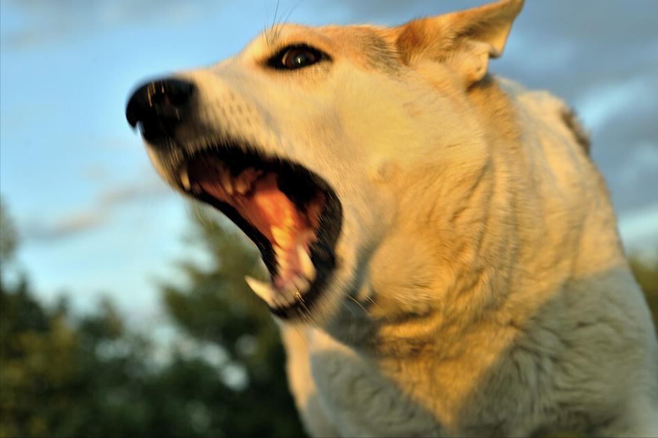 判断狗狗有没有狂犬病的三种方法,狗狗狂犬病早期的10个征兆