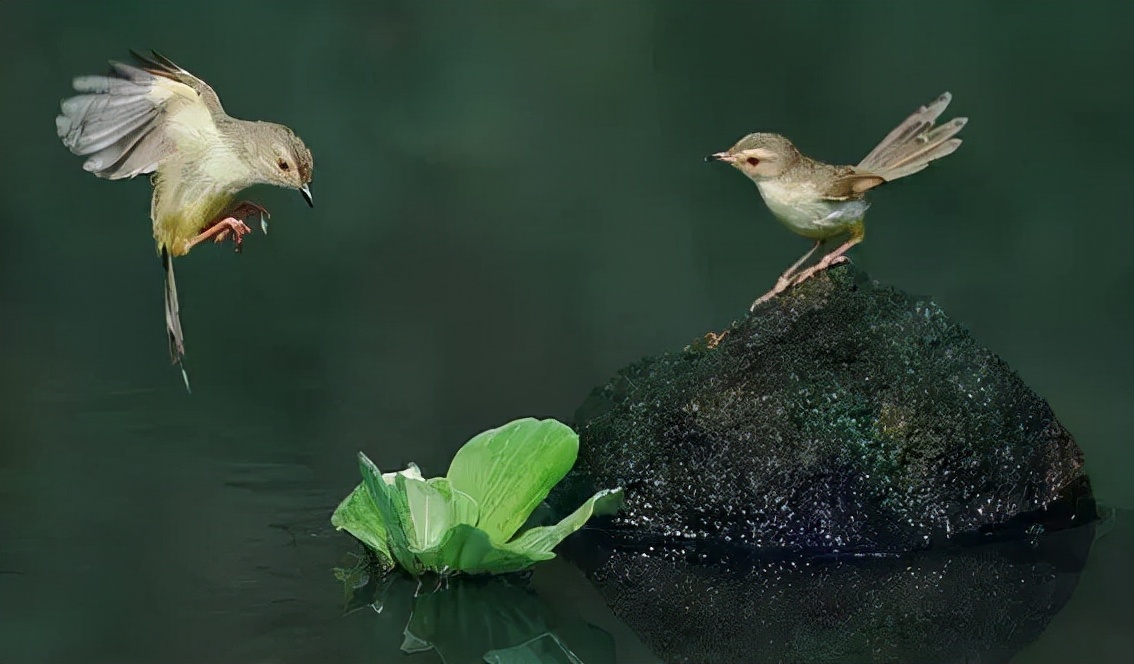 羽色最绚丽的鸟图片,鸟类雨后飞翔照片