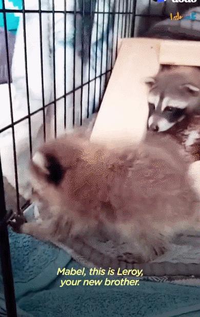 鍔犳嬁澶у皬娴g唺骞煎唇,鍔犳嬁澶у杺鍏诲皬娴g唺