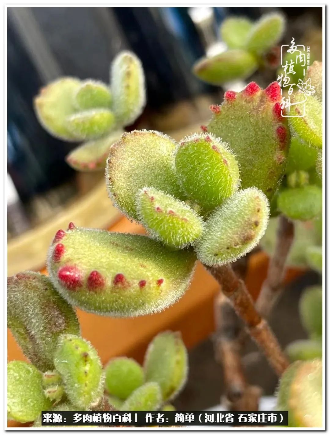 自从养了多肉以后视频,养多肉治愈生活中的疲惫和琐碎