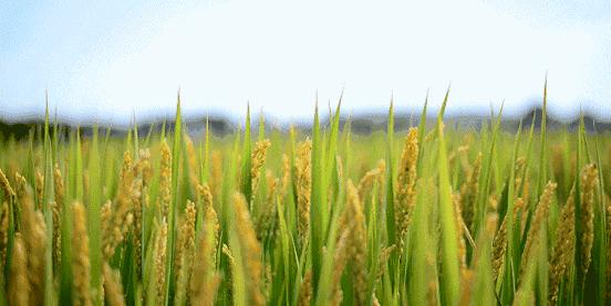 吉林大米为啥好吃,东北吉林大米为什么出名