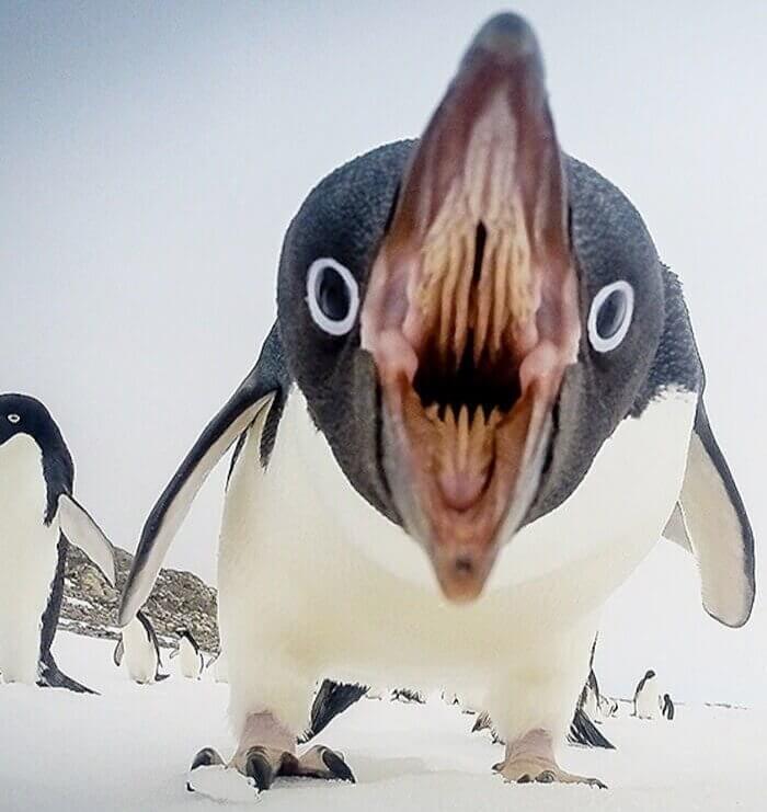 有没有人觉得猫头鹰长得很可怕,猫头鹰真正的照片