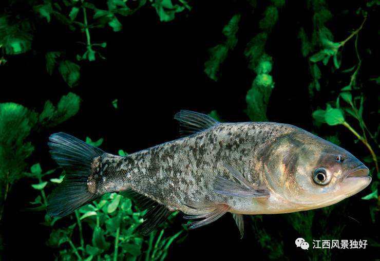 七论赣菜发展,朱虹论赣菜