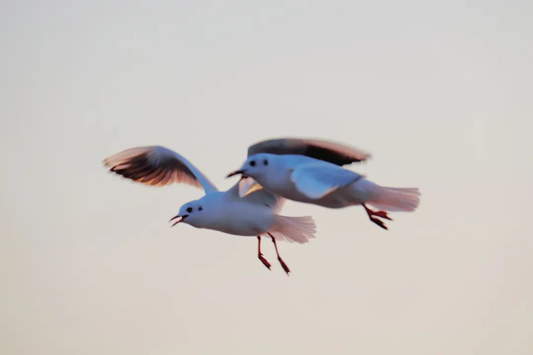 疫情结束后，每个秦皇岛人都想完成的50件小事！