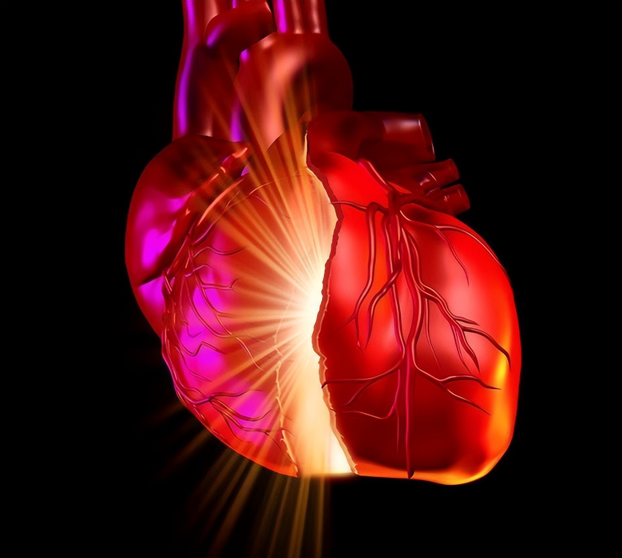 心跳快与心跳慢哪种寿命长,心跳快慢和长寿