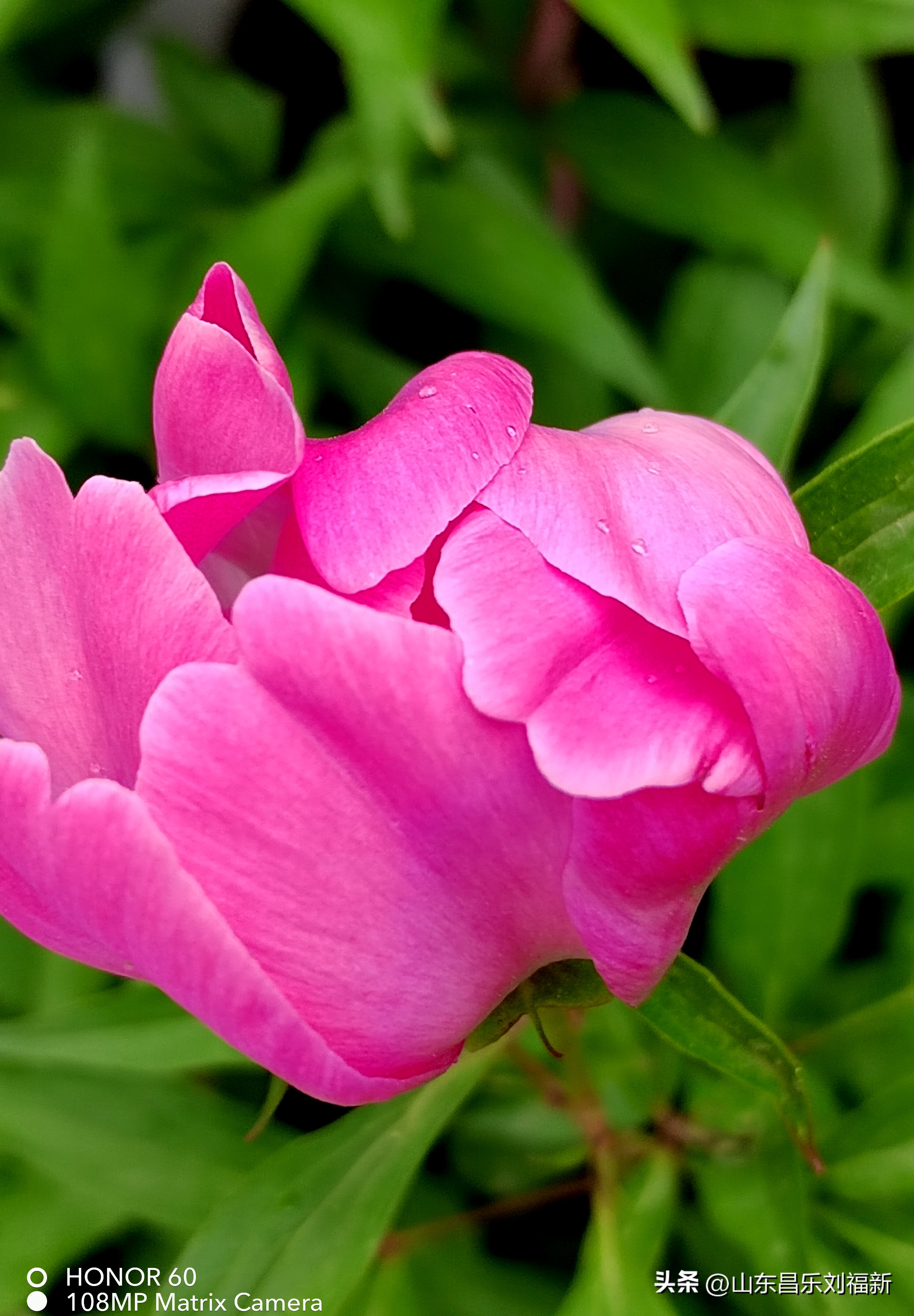 洋槐花·万马奔腾电器·鄌郚医院贴膏药