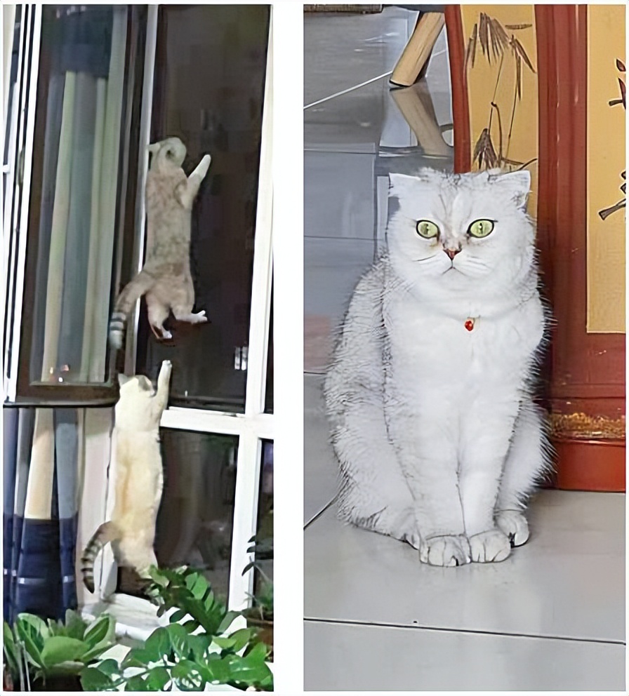 “喵生巅峰”!“一家人”就要整整齐齐的