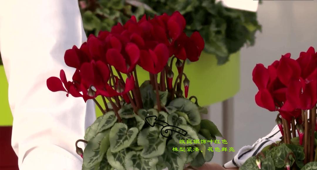 娉曞浗鑾幈灏斾粰瀹㈡潵鍝佺,鑾幈灏斾粰瀹㈡潵