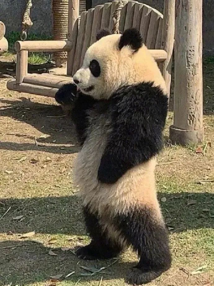 派出所警犬擦手,警犬被拿去擦手