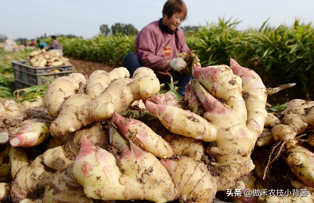 大姜的种植和管理技术资料,大姜种植技术与管理生长周期