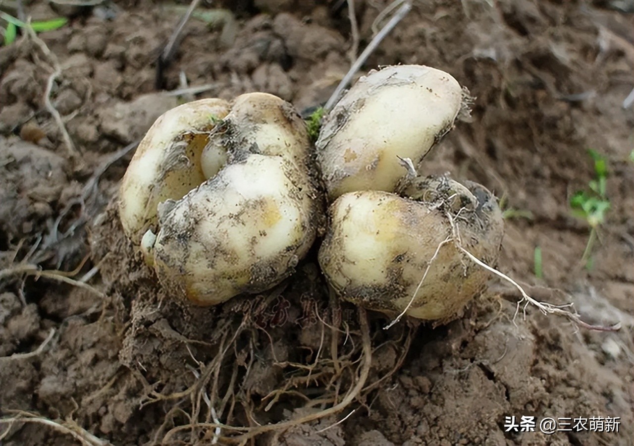 川贝母哪里产的最好多少钱一斤,林区里采挖川贝母