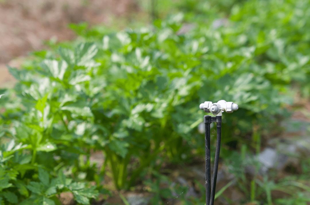 武汉小哥1年花2580种菜，5G远程浇水施肥，手机摘菜4小时快递到家