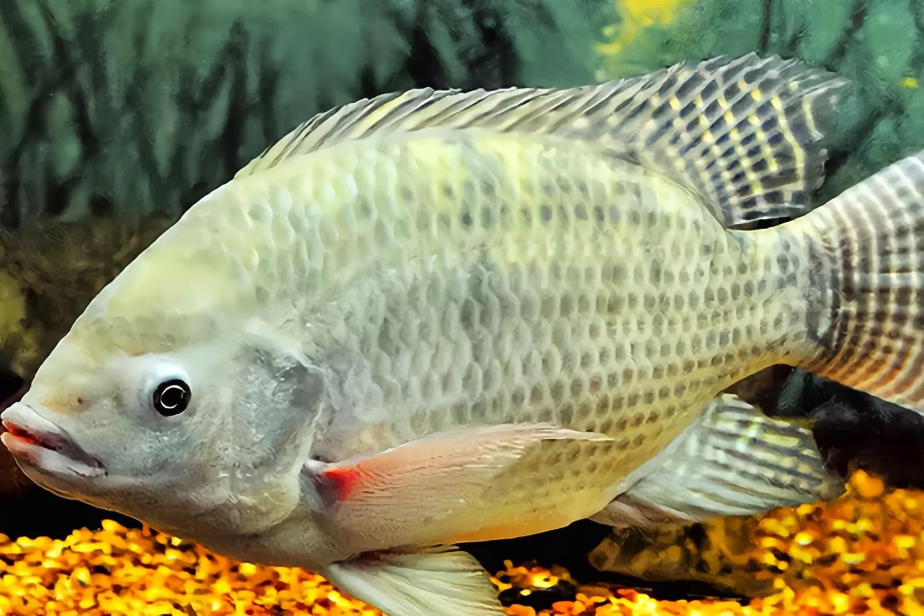 2020年禁养水产类名单,国家禁止放生的鱼类有哪些