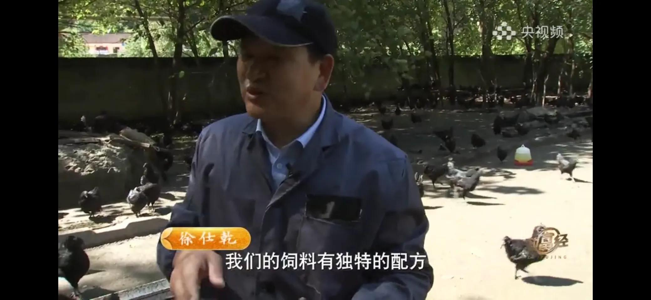 10万多只鸡养鸡场一年能挣多少,回村搞农业养殖一只鸡卖一万