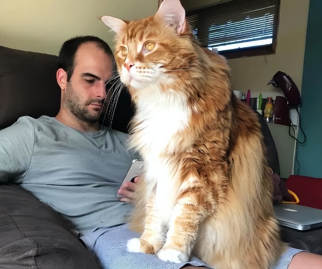 猫咪的10种秘密,养猫咪的5个常识