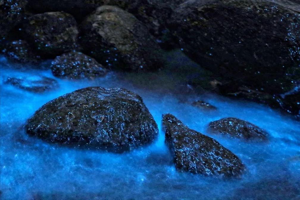 天津东疆港蓝眼泪出现时间,游玩天津东疆港攻略