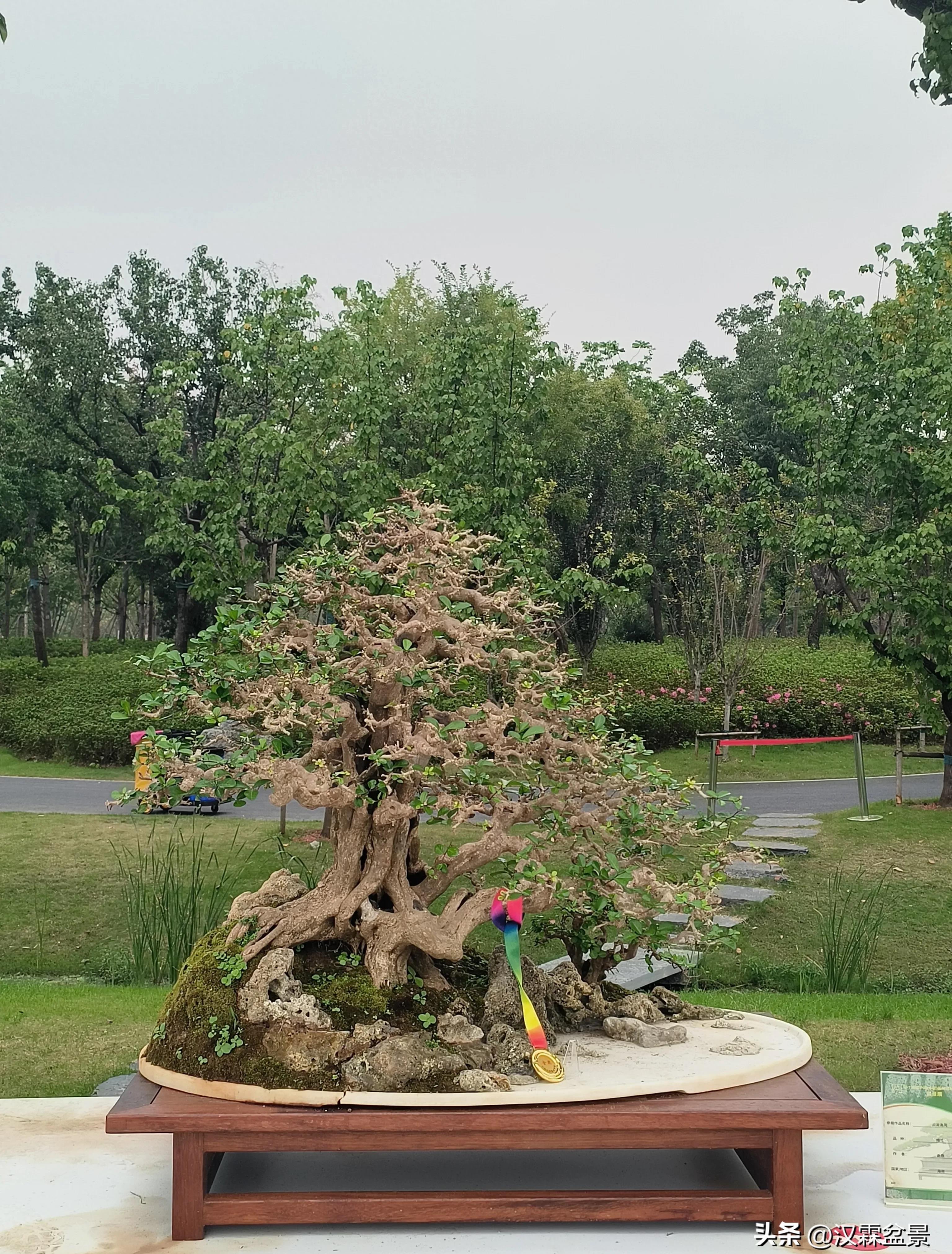 广州园林盆景展,精品大型盆景展会大全