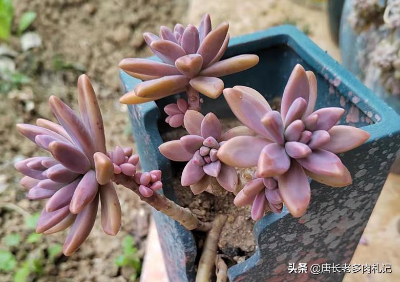 黄丽多肉木质化杆可以发根吗,木质化的多肉老桩光杆能扦插吗