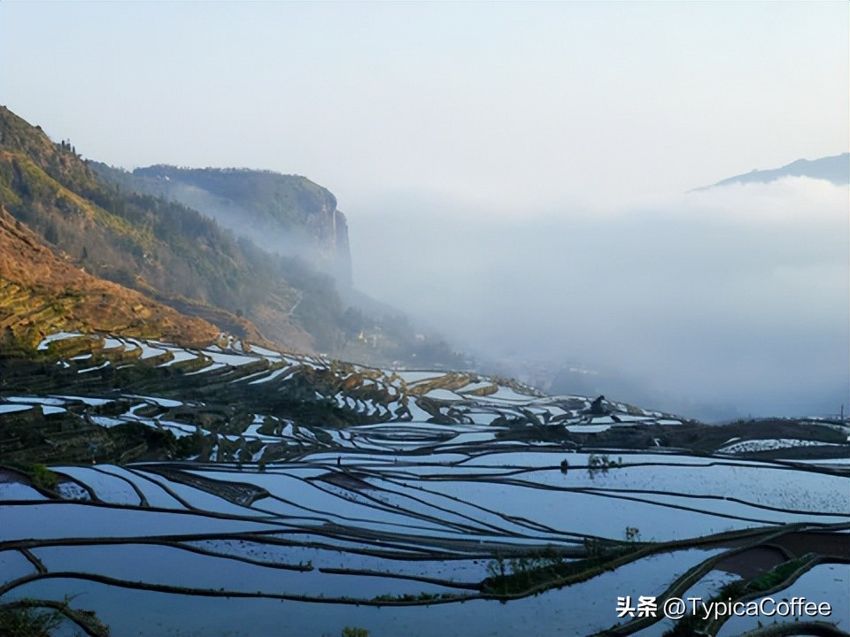 云南本地咖啡品牌,云南小粒咖啡价格