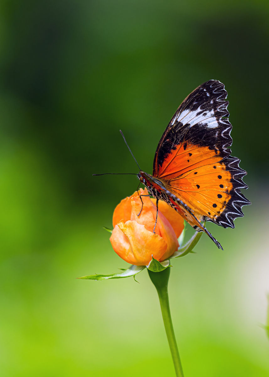 我是怎样走出抑郁症的,我是如何走出抑郁的刘聪
