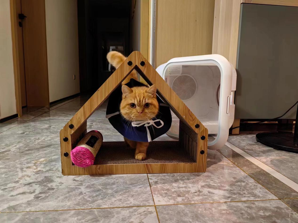 猫咪肝衰竭黄疸怎么治疗,大犬上吐下泻精神萎靡