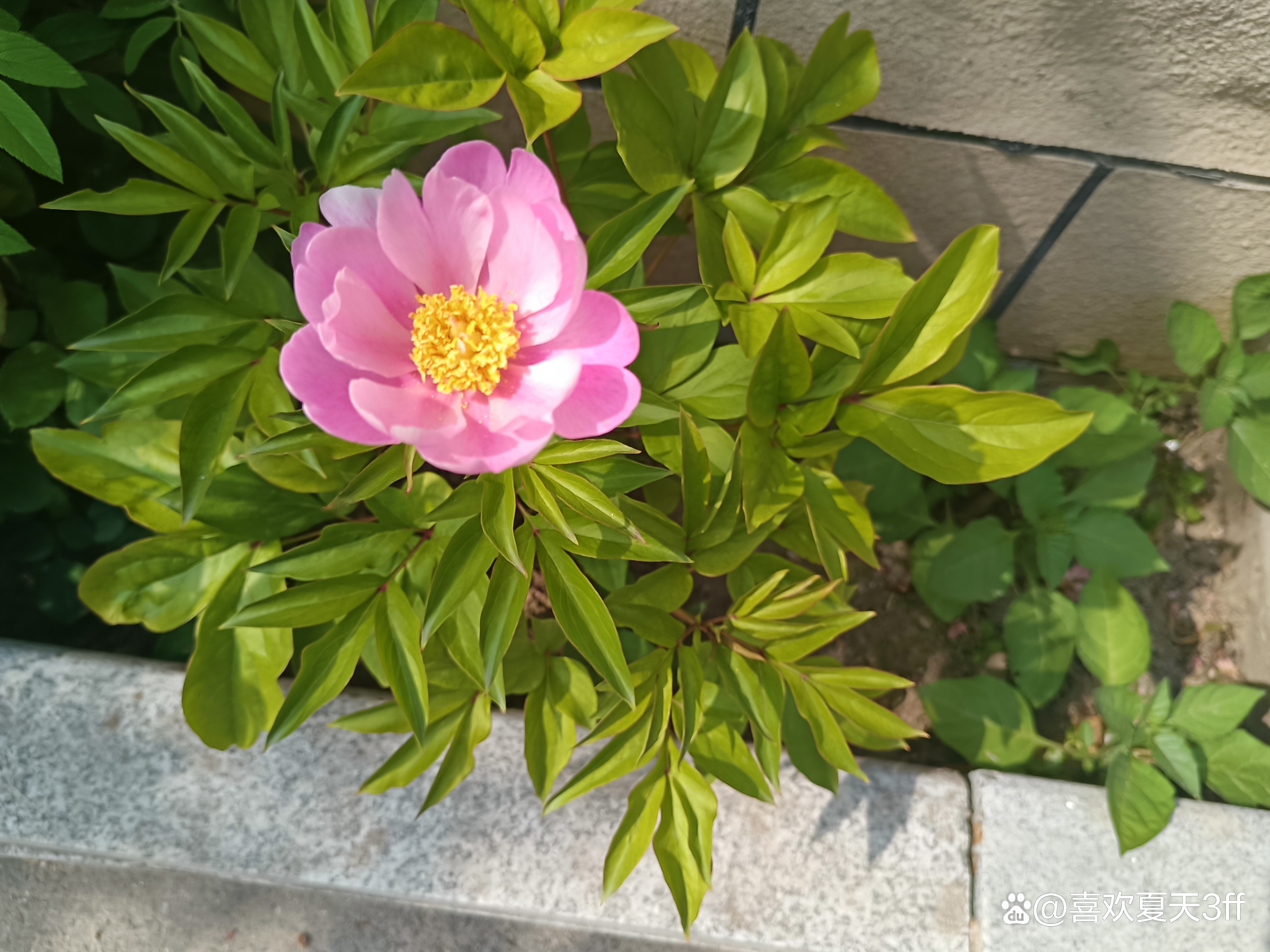 我的拍花日记之十一