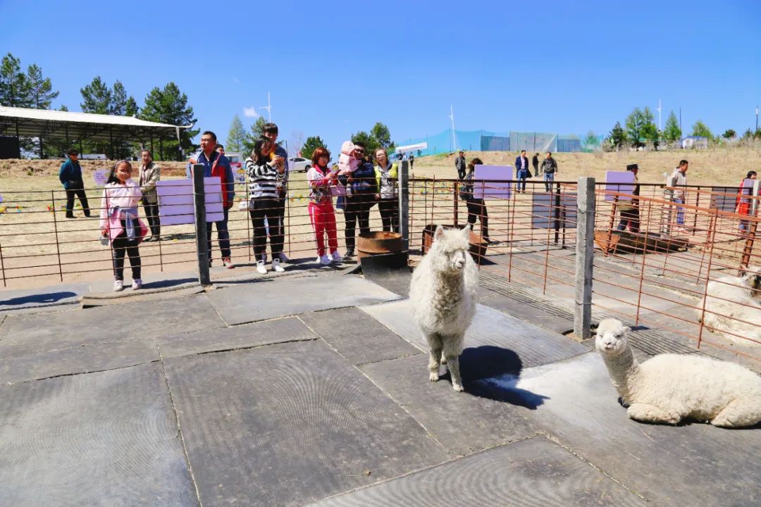 犇福金达莱地址,犇福农场金达莱多吗