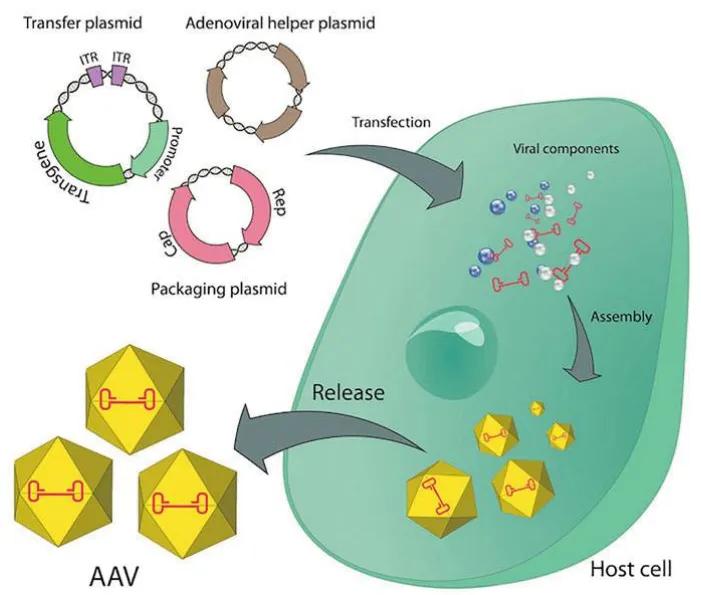 腺相关病毒怎么验证,腺相关病毒衣壳大小
