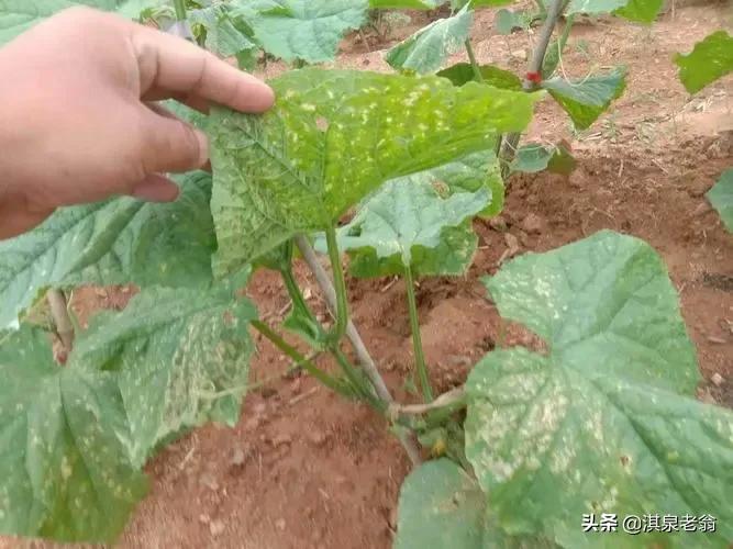 黄瓜萎蔫死秧是什么病害,黄瓜遇连阴雨天一直要死秧怎么办