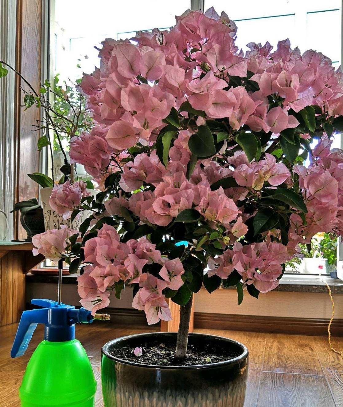 10种公认最好养的花三角梅,十种勤花三角梅