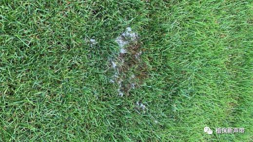 草坪要除草的方法,草坪锈病的病害预测及防治策略