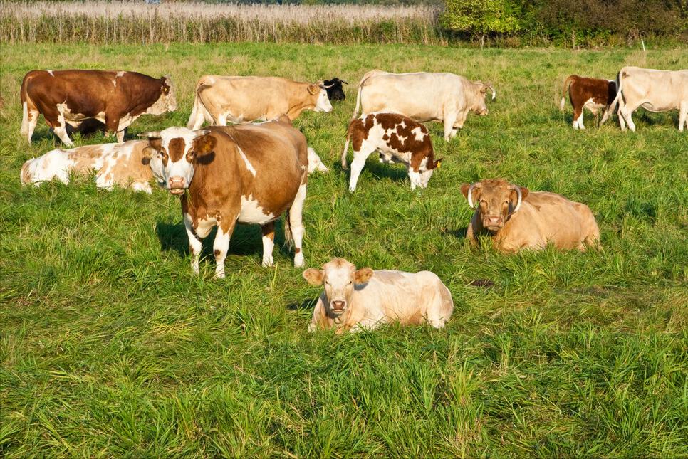 怀孕母牛太瘦养不肥怎么办,怀孕母牛过瘦怎么办