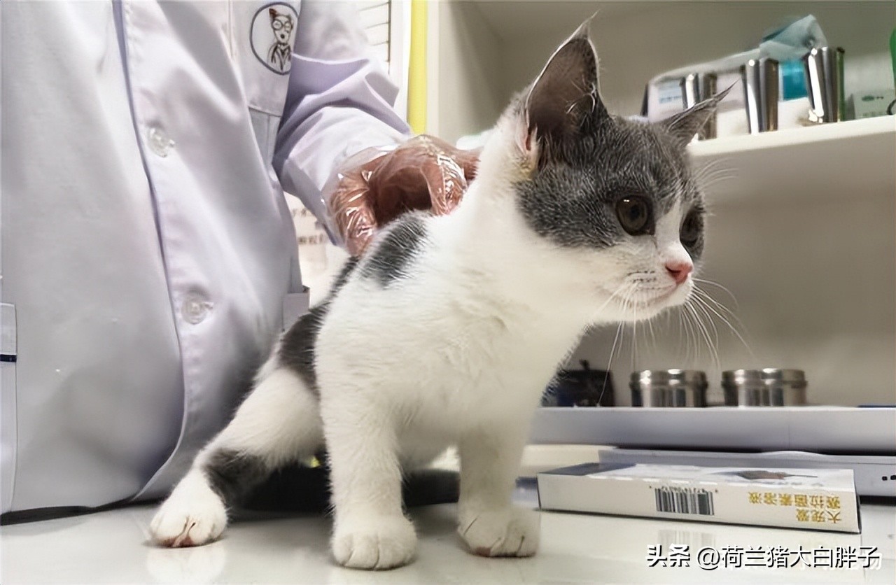 猫咪吃完驱虫药可以喂化毛膏吗,猫咪吃完驱虫药后会有哪些反应