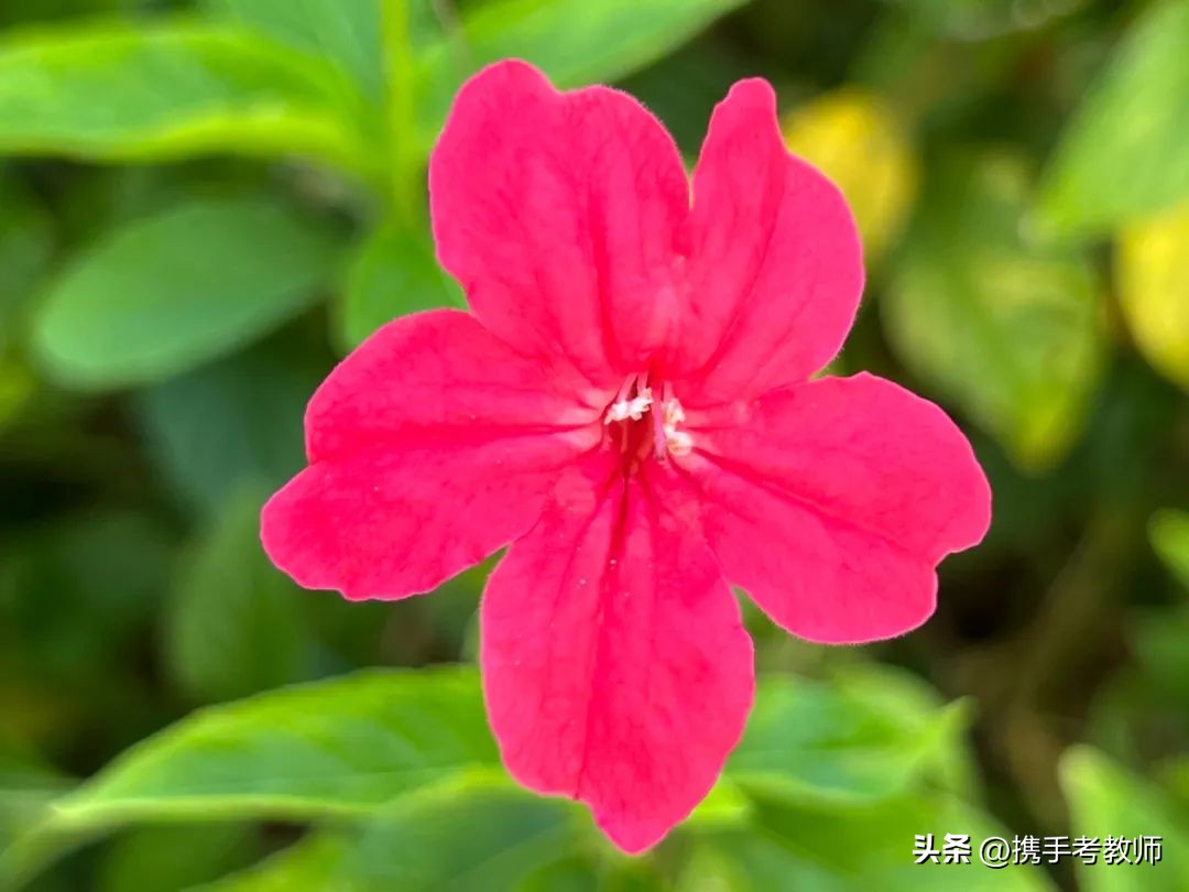 艳芦莉花期多长,艳芦莉花期