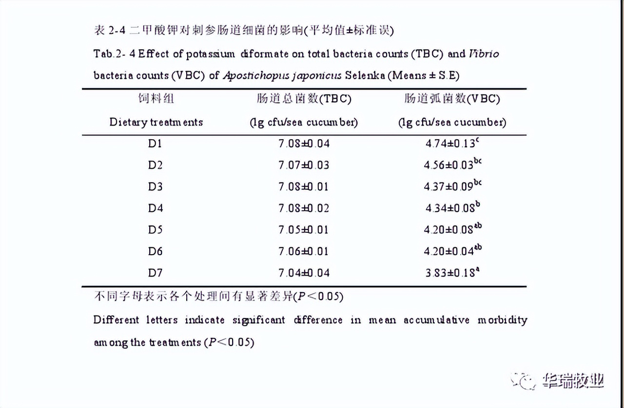 刺参感染灿烂弧菌导致烂皮，规模化养殖场一年损失近百万