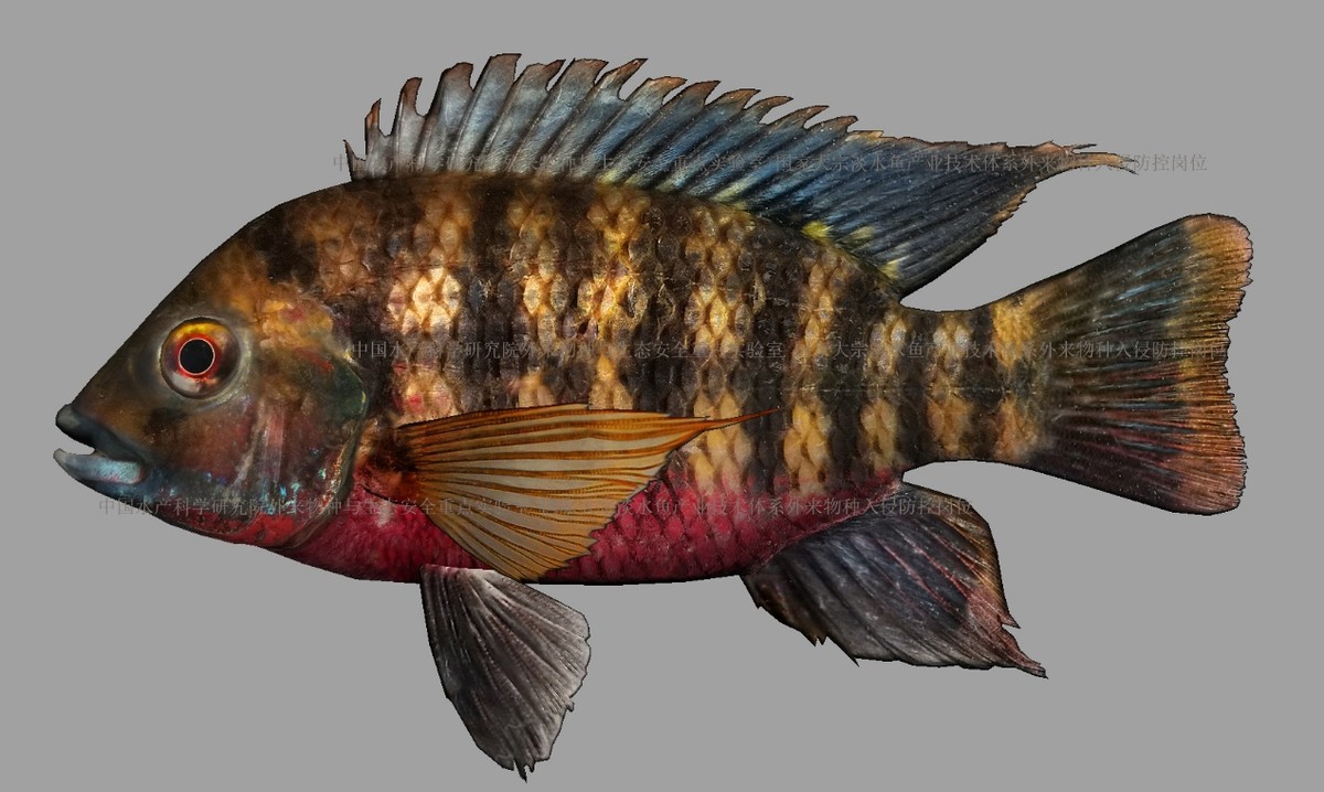 外来入侵水生动物福寿螺,外来水生生物入侵措施