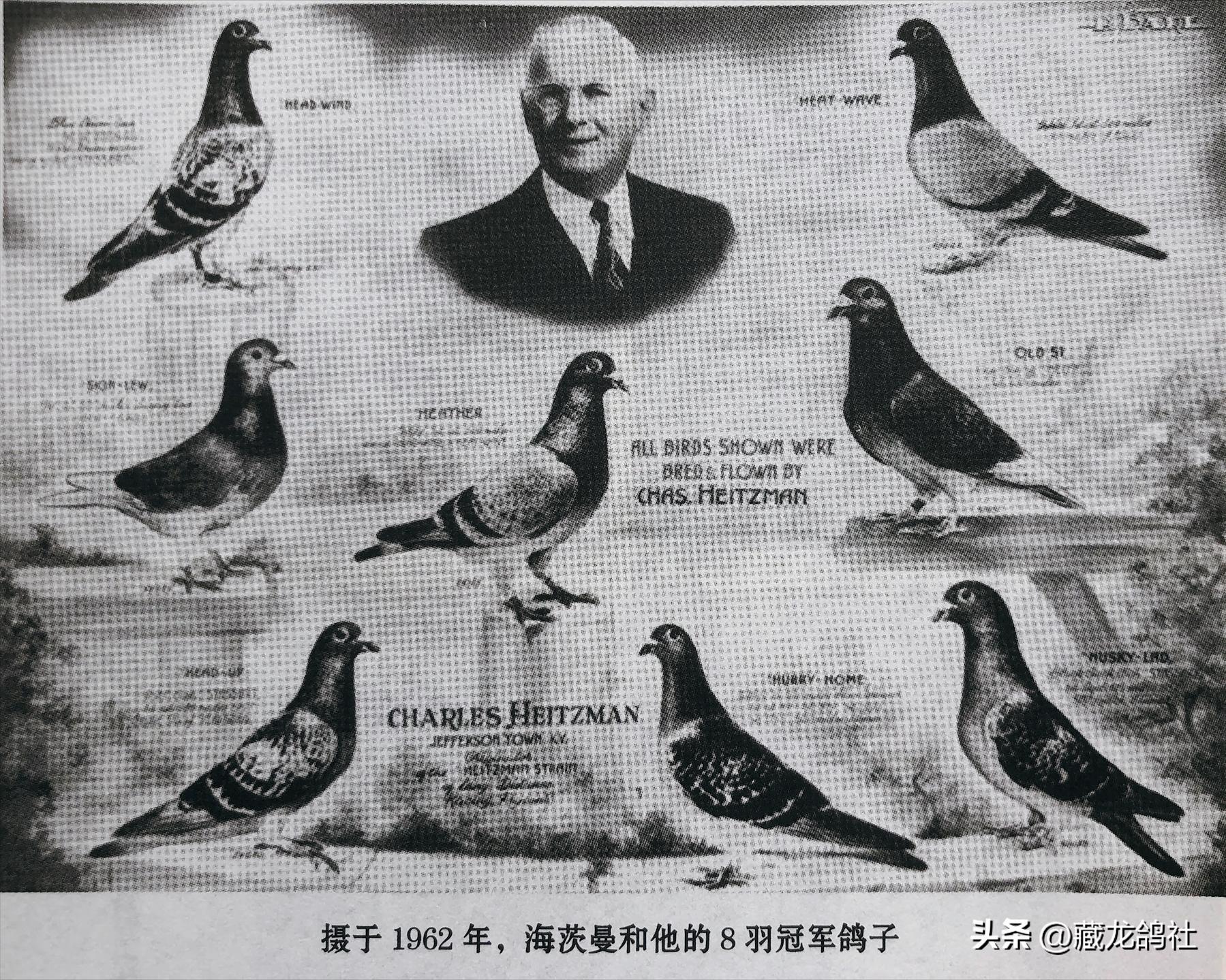 育鸽如何青出于蓝？——谈国血由来与海斯曼的逆袭