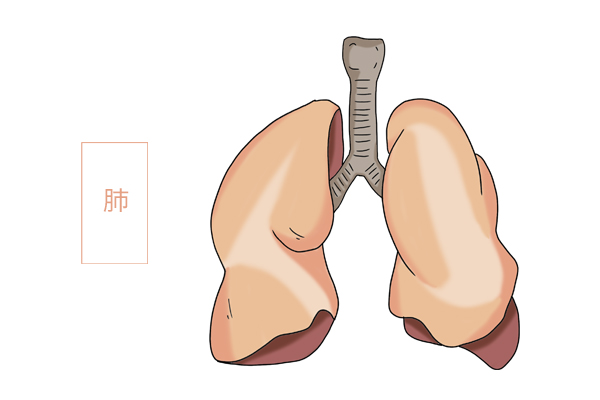 一级致癌物石棉是什么东西,石棉为什么被列为致癌物