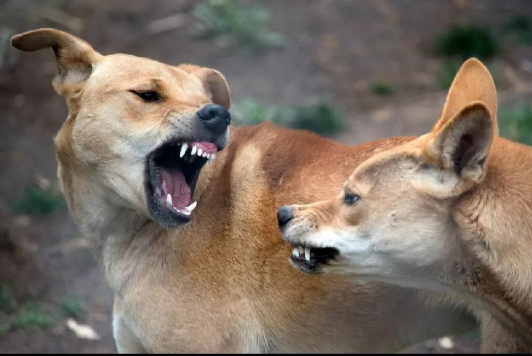 路上遇到恶犬自救方法,路上遇到恶犬怎么自救