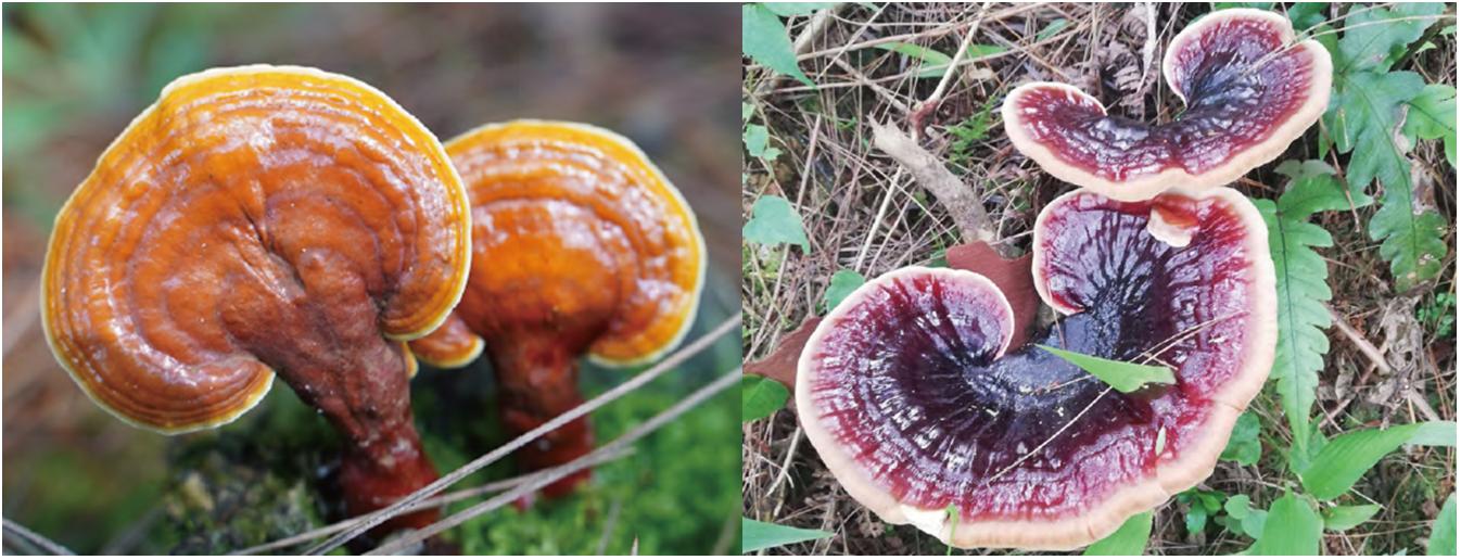 灵芝野生的好还是种植的好啊,野生灵芝品种哪些药用价值好