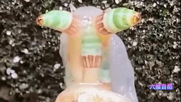 英国出现“僵尸”鸽子,英国出现僵尸鸽子人类会感染吗