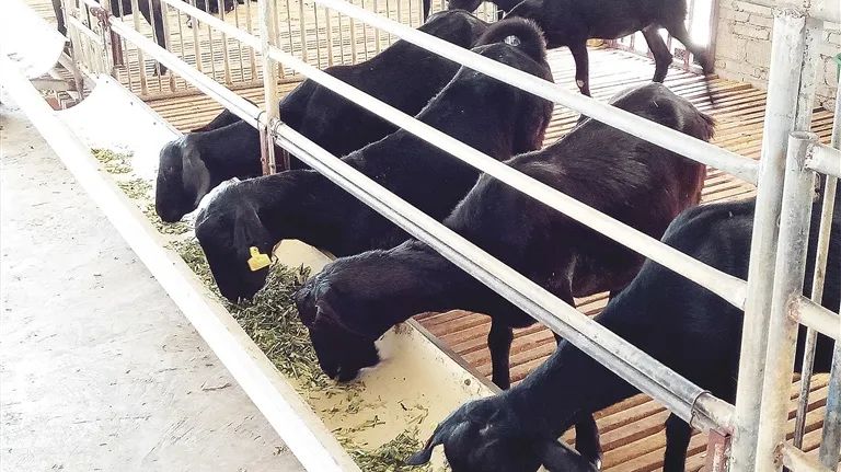 海南十大农产品标志,中国地理标志农产品品牌展播